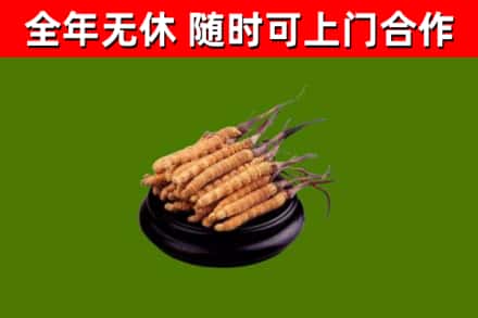 策勒县回收散虫草
