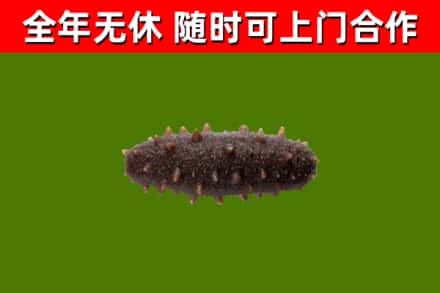 策勒县回收海参干